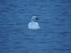 Cygnus columbianus bewickii