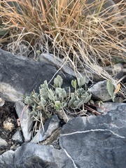 Astragalus calycosus