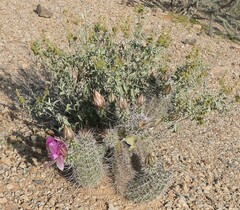 Echinocereus engelmannii fasciculatus