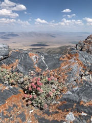 Eriogonum anemophilum