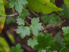 Ribes aciculare