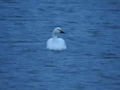 Cygnus columbianus bewickii