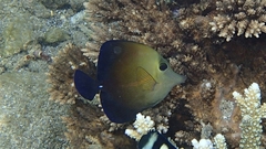 Zebrasoma scopas