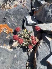 Eriogonum anemophilum