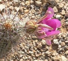 Echinocereus engelmannii fasciculatus
