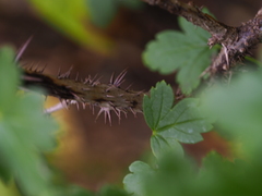 Ribes aciculare