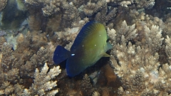 Zebrasoma scopas
