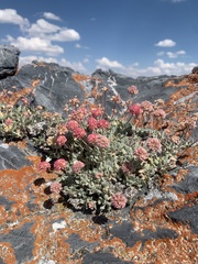 Eriogonum anemophilum