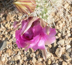 Echinocereus engelmannii fasciculatus