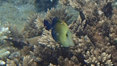 Zebrasoma scopas