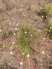 Cyperus niveus leucocephalus