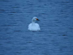 Cygnus columbianus bewickii