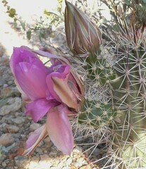 Echinocereus engelmannii fasciculatus