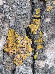 Xanthomendoza fallax