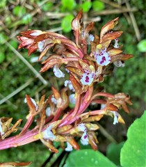 Corallorhiza maculata maculata