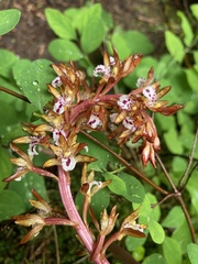 Corallorhiza maculata maculata