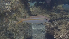 Mulloidichthys vanicolensis
