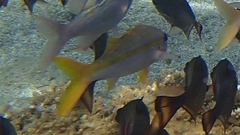 Mulloidichthys vanicolensis