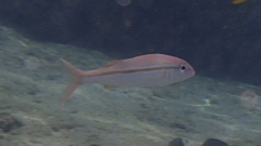 Mulloidichthys vanicolensis