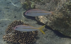 Mulloidichthys vanicolensis