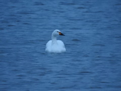 Cygnus columbianus bewickii