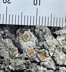 Rhizoplaca chrysoleuca