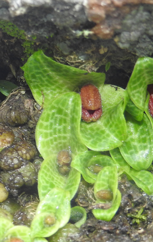 Image of Porpax jerdoniana by (c) Hopeland, some rights reserved (CC BY)