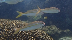 Mulloidichthys vanicolensis