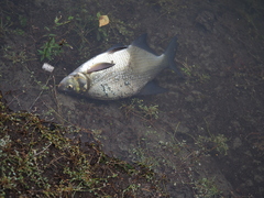 Abramis brama orientalis