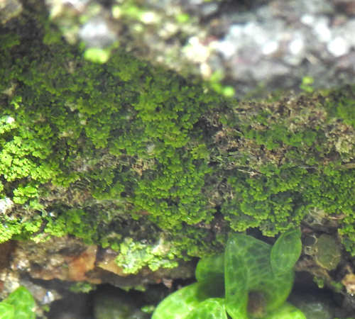 Image of Porpax jerdoniana by (c) Hopeland, some rights reserved (CC BY)