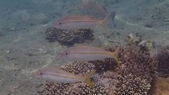 Mulloidichthys vanicolensis