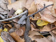 Thamnophis rufipunctatus