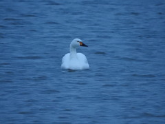 Cygnus columbianus bewickii