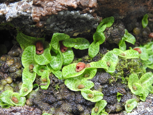 Image of Porpax jerdoniana by (c) Hopeland, some rights reserved (CC BY)