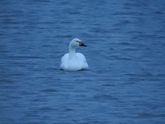Cygnus columbianus bewickii
