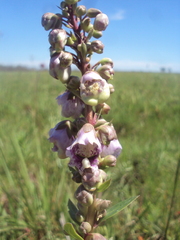 Angelonia integerrima