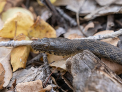 Thamnophis rufipunctatus