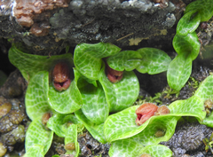 Porpax jerdoniana