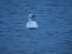 Cygnus columbianus bewickii