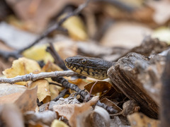 Thamnophis rufipunctatus