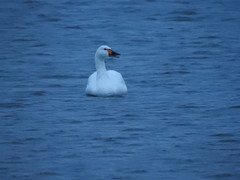 Cygnus columbianus bewickii
