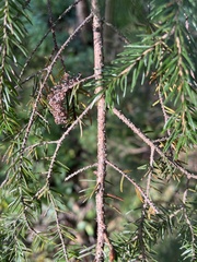 Picea glauca
