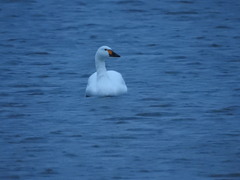 Cygnus columbianus bewickii