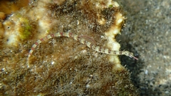 Corythoichthys flavofasciatus