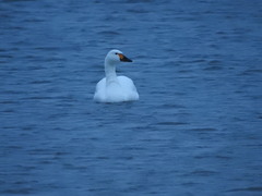 Cygnus columbianus bewickii