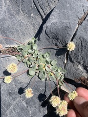 Eriogonum anemophilum