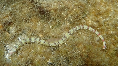 Corythoichthys flavofasciatus