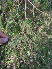 Picea glauca