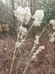Andropogon ternarius