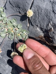 Eriogonum anemophilum